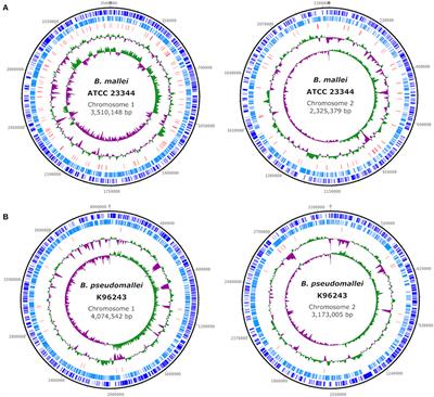 Sequence-based detection and typing procedures for Burkholderia mallei: Assessment and prospects